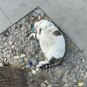 Meet your Posher, Reyhan